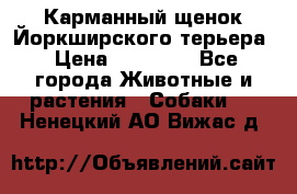 Карманный щенок Йоркширского терьера › Цена ­ 30 000 - Все города Животные и растения » Собаки   . Ненецкий АО,Вижас д.